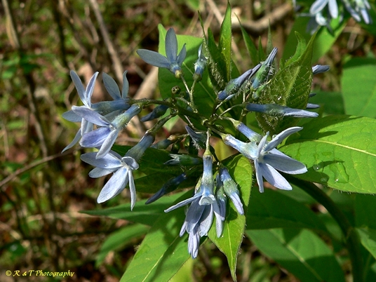 {Amsonia tabernaemontana}